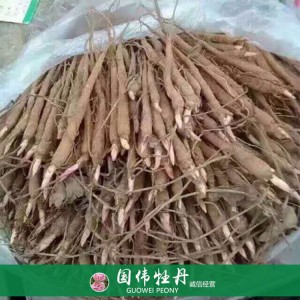 出售芍藥苗 藥用芍藥苗 苗圃直銷 現(xiàn)貨供應(yīng)
