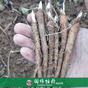 出售芍藥苗 藥用芍藥苗 苗圃直銷 現(xiàn)貨供應(yīng)
