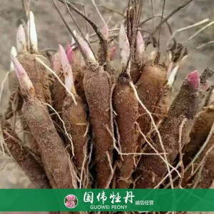 盆栽芍藥種植基地 觀賞芍藥苗 藥用芍藥批發