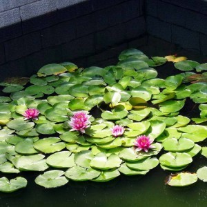 睡蓮 水生植物睡蓮 青州睡蓮 批發(fā)基地