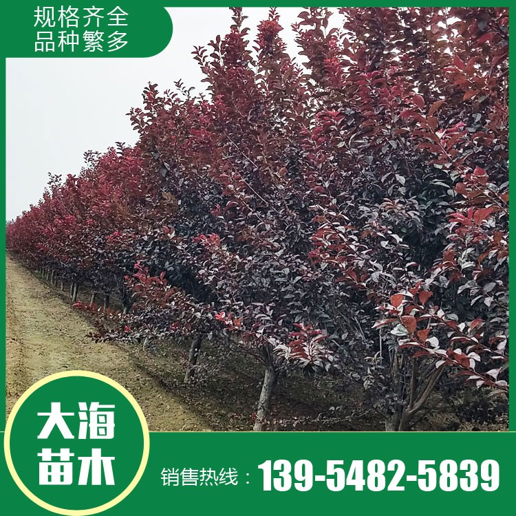 紅葉李批發(fā) 紅葉李銷售 紅葉李苗價格 樹形優(yōu)美