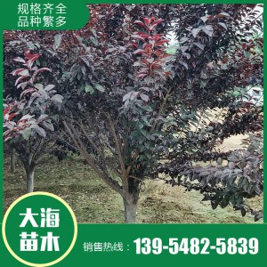 紅葉李批發(fā) 紅葉李銷(xiāo)售 紅葉李苗價(jià)格 樹(shù)形優(yōu)美