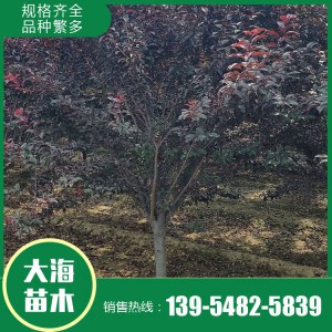 紅葉李批發(fā) 紅葉李銷(xiāo)售 紅葉李苗價(jià)格 樹(shù)形優(yōu)美