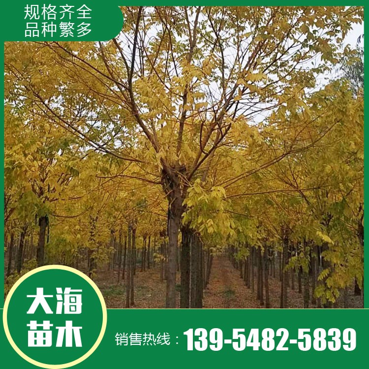 金枝槐 基地直銷 各種規(guī)格金枝槐 山東金枝槐銷售
