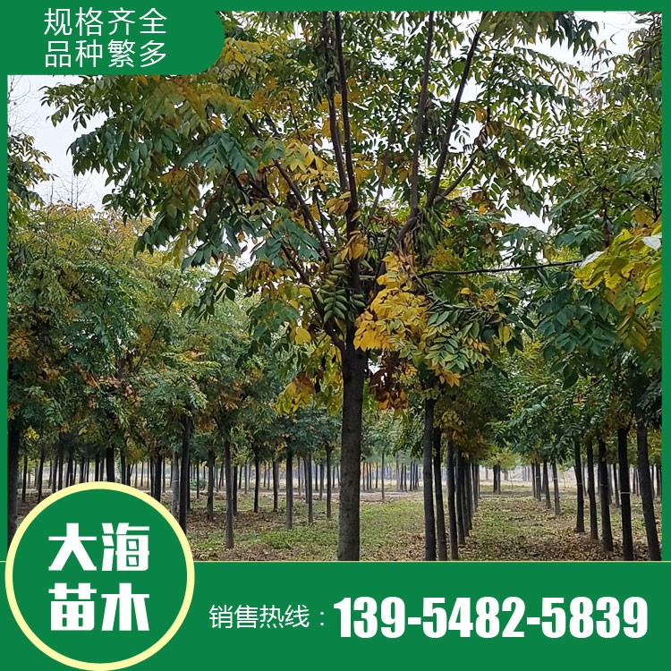 大海苗木批發(fā)欒樹苗 欒樹批發(fā) 欒樹價格