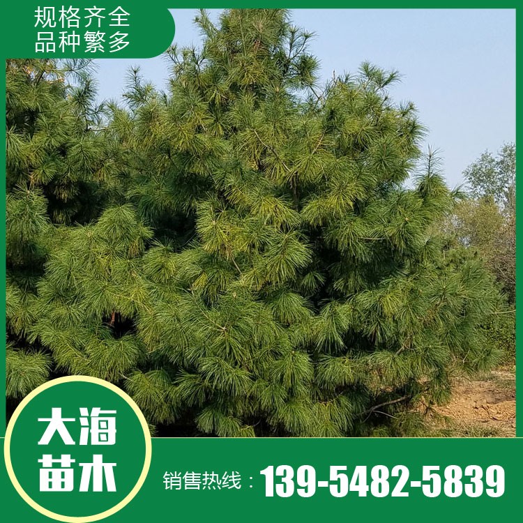 優(yōu)質(zhì)華山松批發(fā) 存活率高 華山松基地直發(fā) 量大從優(yōu) 泰安大海苗木