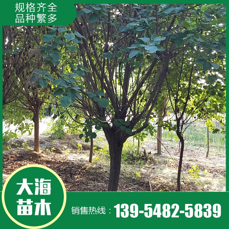 黃櫨基地 黃櫨價格 黃櫨批發(fā) 大海苗木