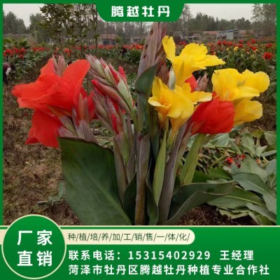 美人蕉 全國銷售 存活率高 品種多 價格合理
