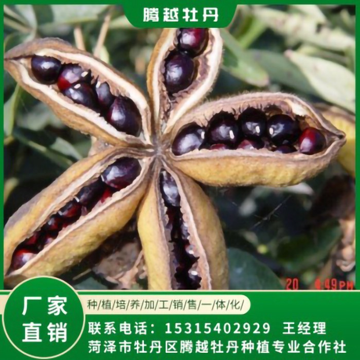 油用牡丹籽 油用牡丹苗 存活率高 品種多 價格合理