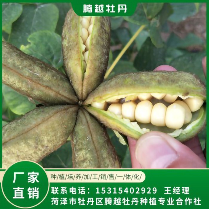 油用牡丹苗 全國銷售 存活率高 品種多 價格合理