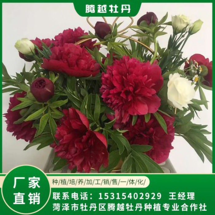 芍藥鮮切花 全國銷售 存活率高 品種多 價格合理