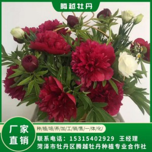 芍藥鮮切花 全國銷售 存活率高 品種多 價格合理