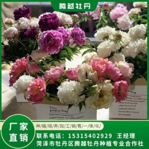 芍藥鮮切花 全國銷售 存活率高 品種多 價格合理