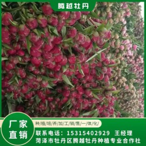 芍藥鮮切花 全國銷售 存活率高 品種多 價格合理