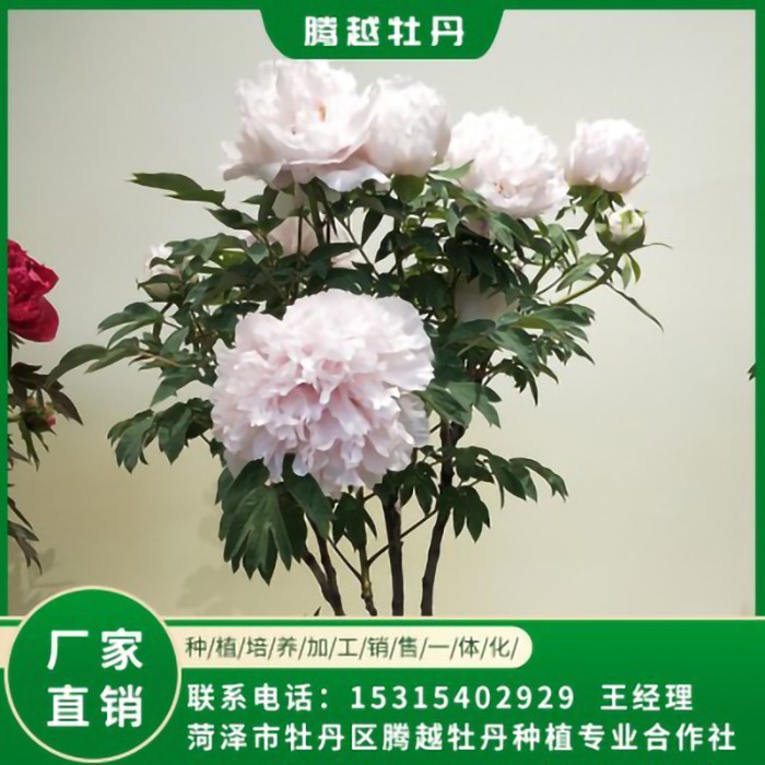 盆栽牡丹 全國銷售 存活率高 品種多 價格合理