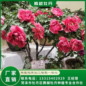 盆栽牡丹 全國銷售 存活率高 品種多 價格合理