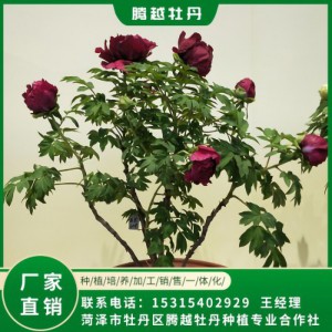 盆栽牡丹 全國銷售 存活率高 品種多 價格合理
