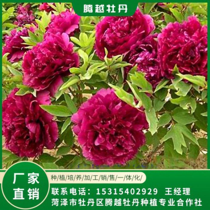 觀賞牡丹 全國銷售 存活率高 品種多 價格合理