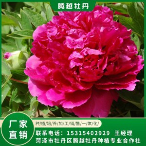 觀賞牡丹 全國(guó)銷(xiāo)售 存活率高 品種多 價(jià)格合理