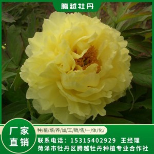 觀賞牡丹 全國(guó)銷(xiāo)售 存活率高 品種多 價(jià)格合理