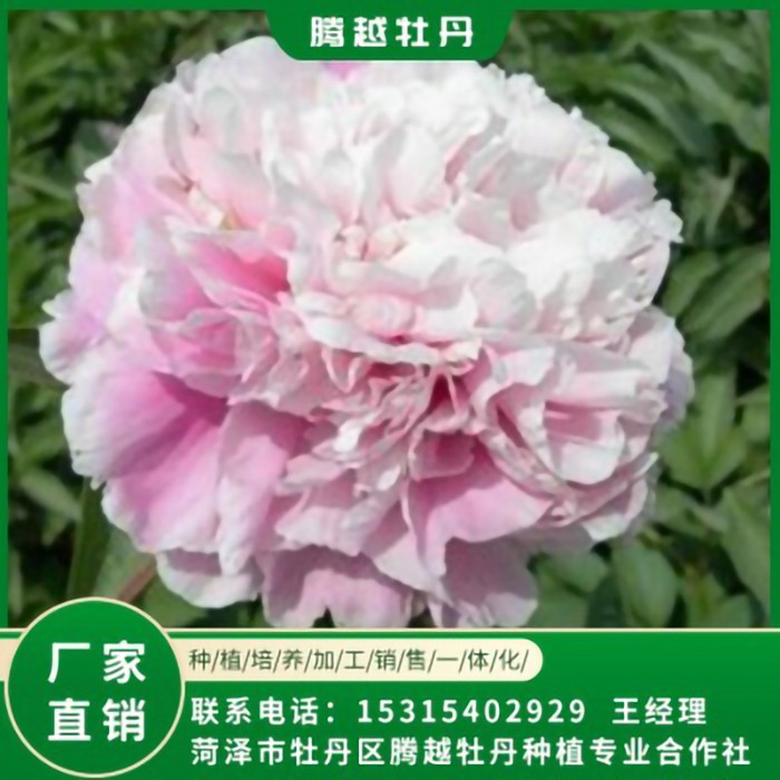 觀賞芍藥 全國銷售 存活率高 品種多 價格合理
