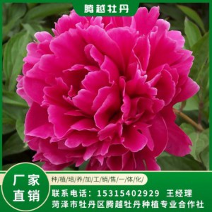 觀賞芍藥 全國銷售 存活率高 品種多 價格合理