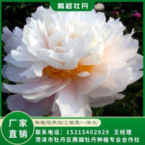 觀賞芍藥 全國銷售 存活率高 品種多 價格合理