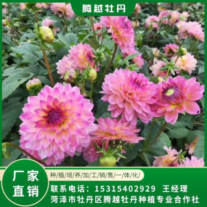 大麗花 全國銷售 存活率高 品種多 價格合理