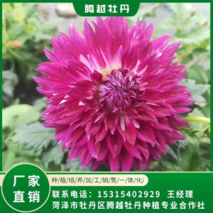 大麗花 全國(guó)銷售 存活率高 品種多 價(jià)格合理