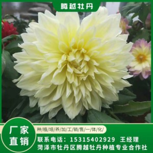 大麗花 全國(guó)銷售 存活率高 品種多 價(jià)格合理