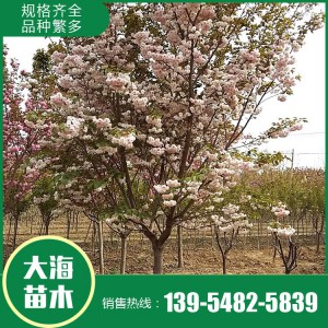 山東絢麗海棠銷售基地 絢麗海棠樹苗批發 大海苗木
