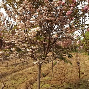 山東絢麗海棠銷售基地 絢麗海棠樹苗批發 大海苗木