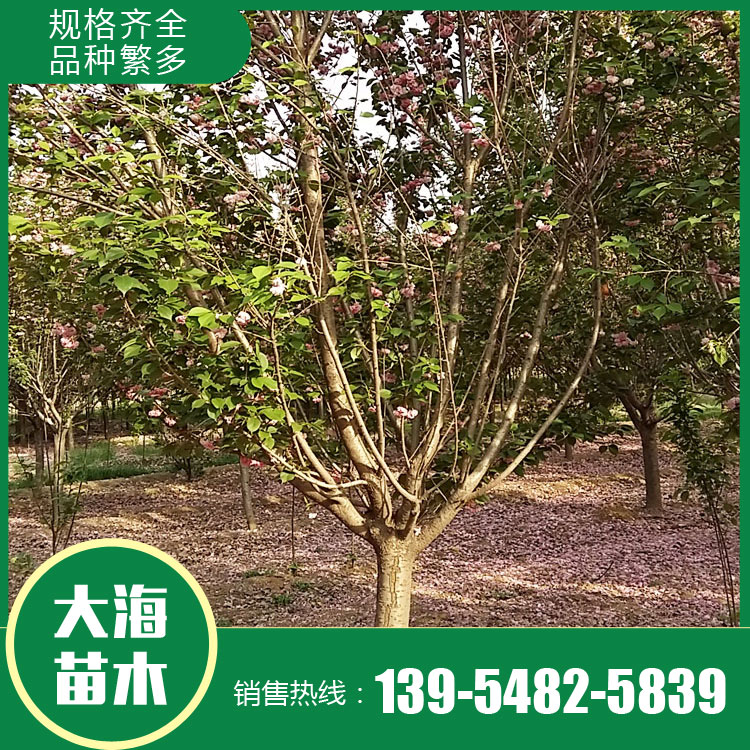 山東櫻花樹苗銷售廠家 櫻花樹苗銷售價(jià)格 櫻花苗種植商 廠家現(xiàn)貨直銷