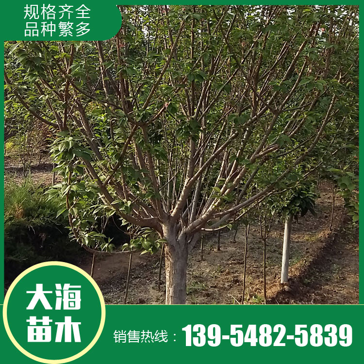 山東櫻花樹苗銷售廠家 櫻花樹苗銷售價(jià)格 櫻花苗種植商 廠家現(xiàn)貨直銷