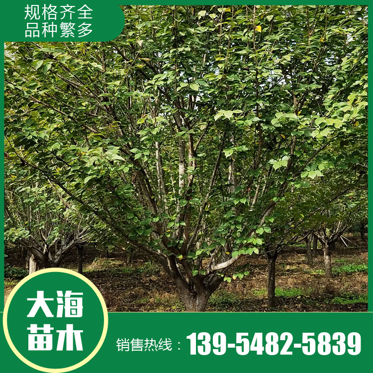 山東櫻花樹苗銷售廠家 櫻花樹苗銷售價(jià)格 櫻花苗種植商 廠家現(xiàn)貨直銷