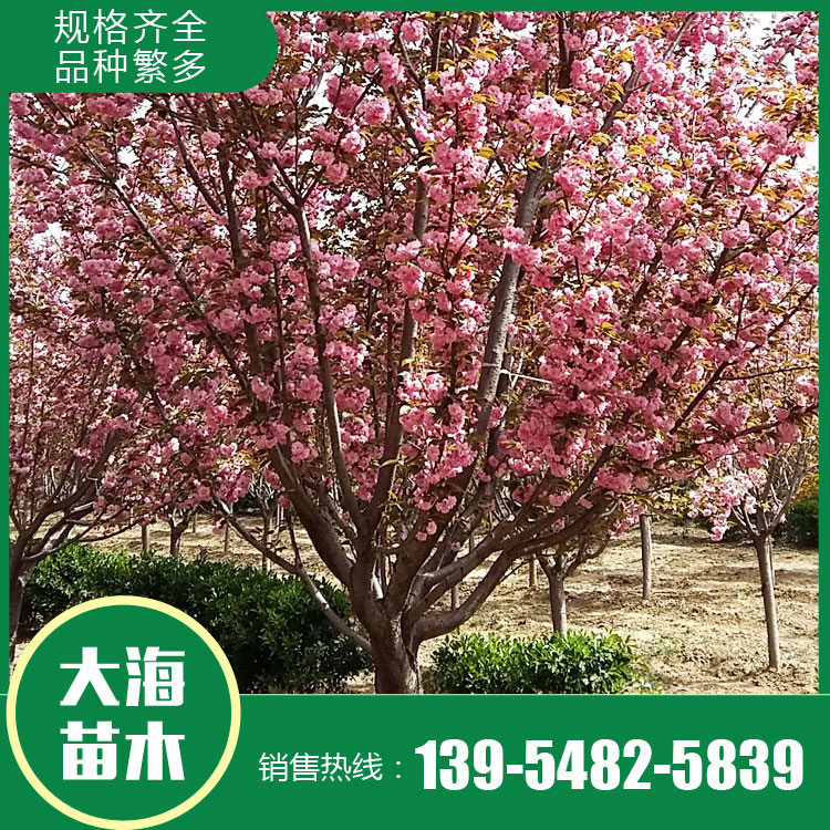 山東櫻花樹苗銷售廠家 櫻花樹苗銷售價(jià)格 櫻花苗種植商 廠家現(xiàn)貨直銷