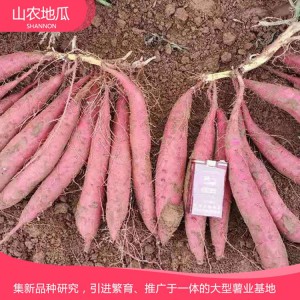 秦薯8號(hào) 地瓜 地瓜苗 地瓜苗 紅薯苗 山東地瓜苗 廠家直銷 地瓜苗基