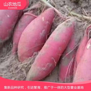 秦薯8號(hào) 地瓜 地瓜苗 地瓜苗 紅薯苗 山東地瓜苗 廠家直銷 地瓜苗基