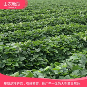 秦薯8號(hào) 地瓜 地瓜苗 地瓜苗 紅薯苗 山東地瓜苗 廠家直銷 地瓜苗基