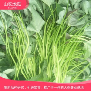 普薯32 地瓜 地瓜苗 紅薯苗 山東地瓜苗 廠家直銷 地瓜苗基