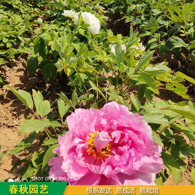 春節(jié)催花牡丹 室內(nèi)盆栽牡丹 品種眾多 耐寒喜陽(yáng) 花色多