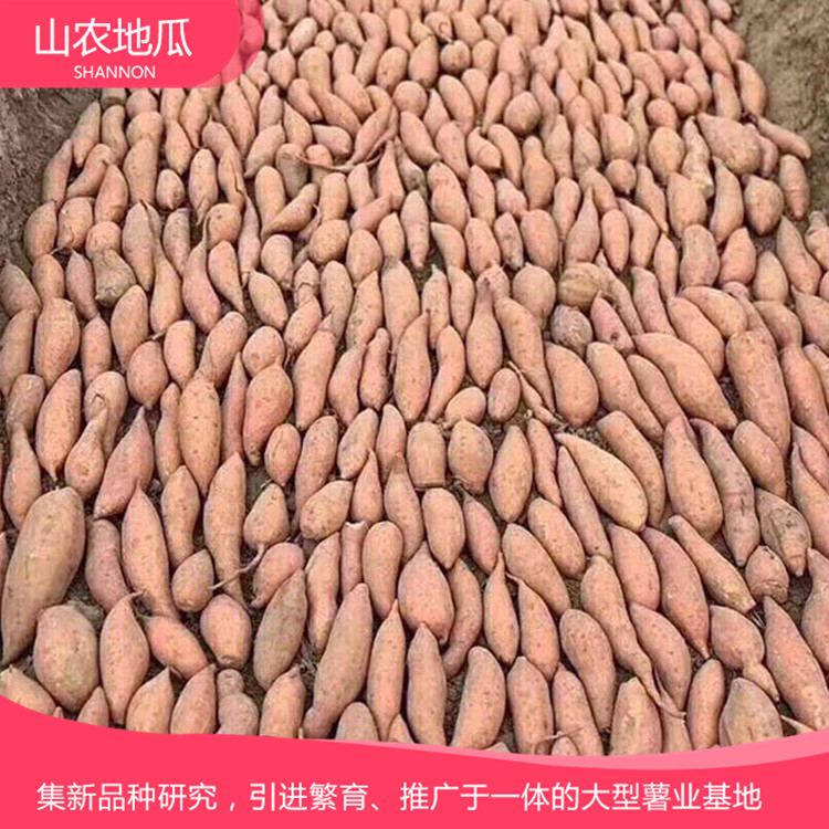批發銷售地瓜苗 山東地瓜苗種植基地 廠家直銷
