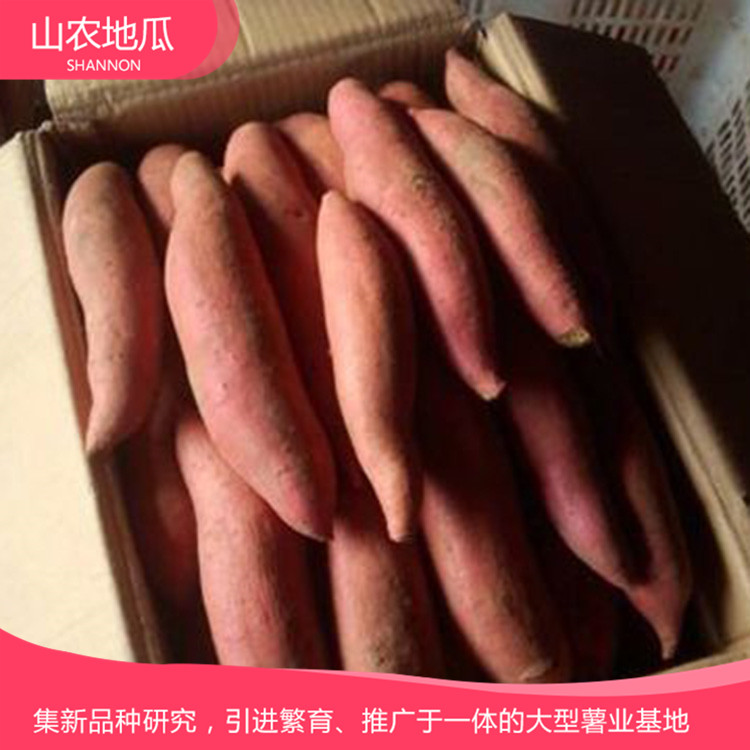 批發銷售地瓜苗 山東地瓜苗種植基地 山農地瓜