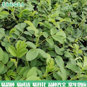 四季玫瑰 青鳥花卉基地直供 四季玫瑰價格 質(zhì)優(yōu)價廉