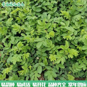四季玫瑰 青鳥花卉基地直供 四季玫瑰價格 質(zhì)優(yōu)價廉