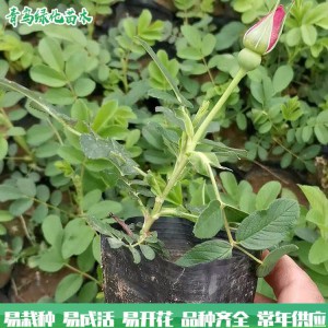 四季玫瑰 青鳥花卉基地直供 四季玫瑰價格 質(zhì)優(yōu)價廉