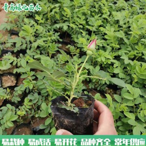 四季玫瑰 青鳥花卉基地直供 四季玫瑰價格 質(zhì)優(yōu)價廉